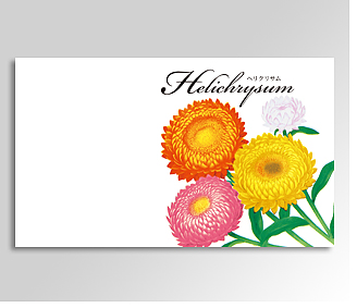 横型イラスト花の種ヘリクリサム 帝王貝細工 名入れ花の種おしゃれなガーデニングノベルティのフレアデザイン