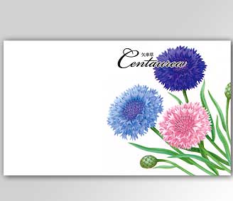 横型イラスト花の種矢車草 名入れ花の種おしゃれなガーデニングノベルティのフレアデザイン