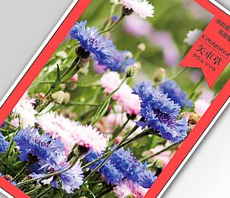 名刺型種子矢車草 名入れ花の種おしゃれなガーデニングノベルティのフレアデザイン