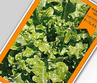 名刺型野菜の種